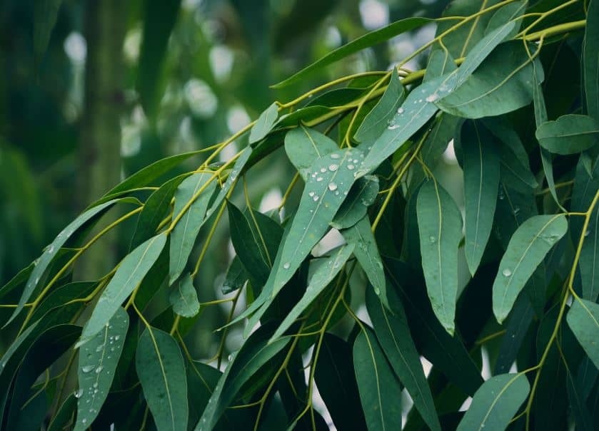 The Eucalyptus-Role In Respiratory Health
