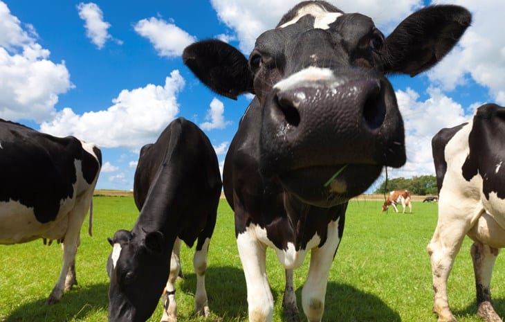EFFECT OF MINERALS & ESSENTIAL VITAMINS ON MILK PRODUCTION AND REPRODUCTION IN DAIRY COWS